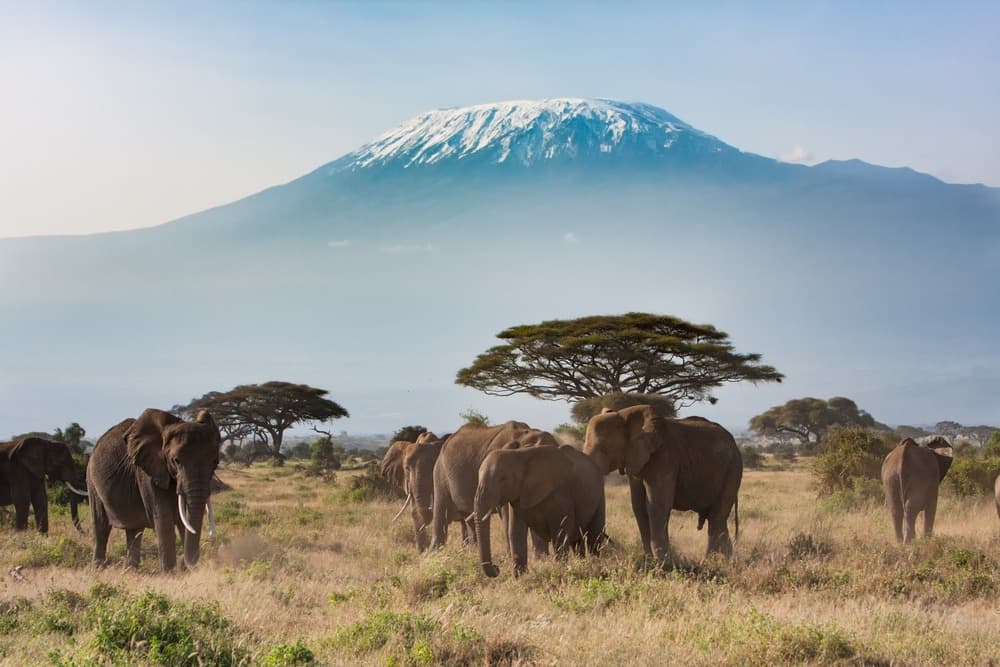 Amboseli-Nationalpark
