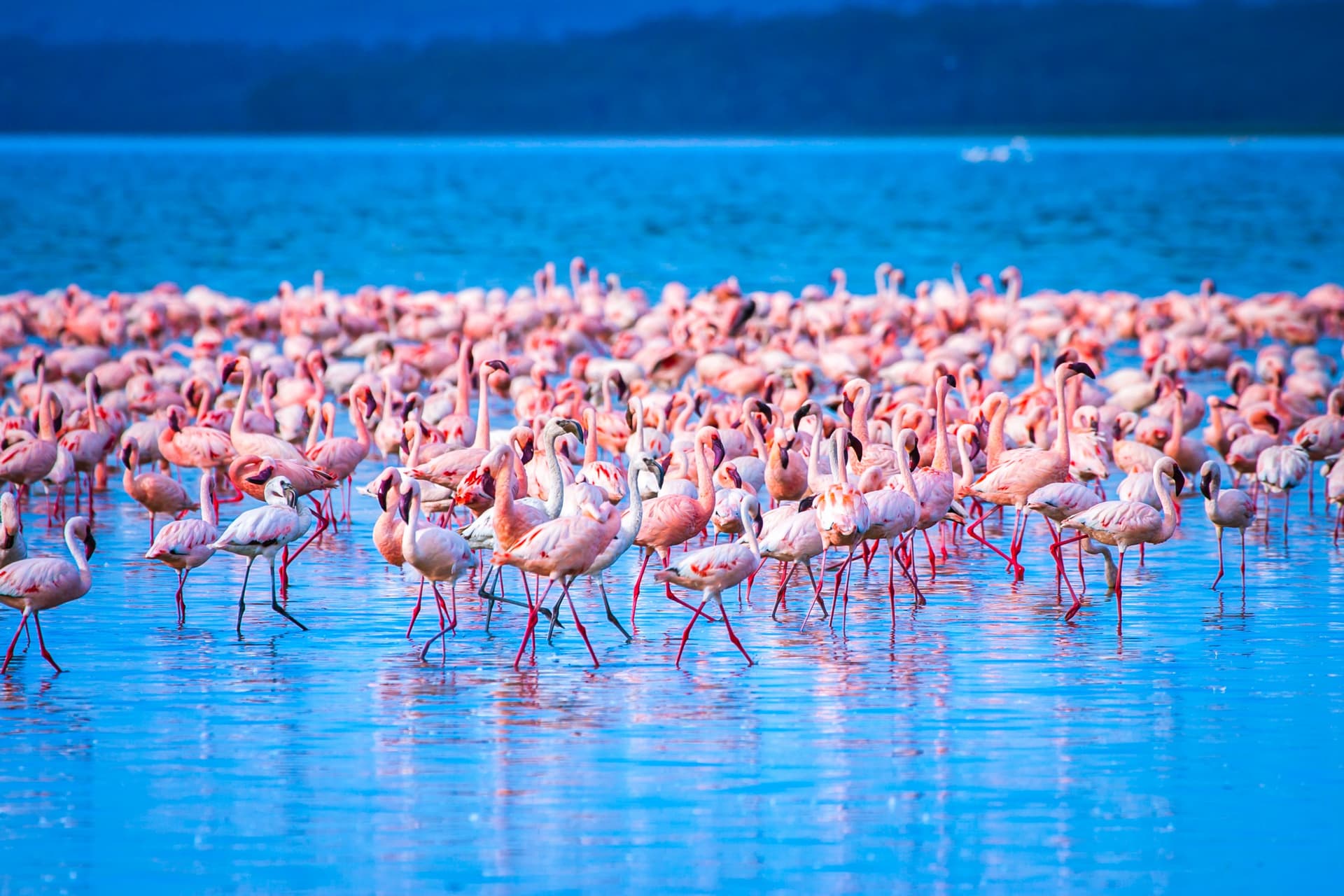 Nakuru-Nationalpark