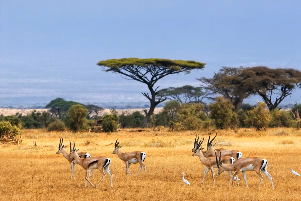 Safari und Erholung an der kenianischen Küste